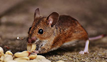 24 Hour & Emergency Exterminators in Kenton, DE